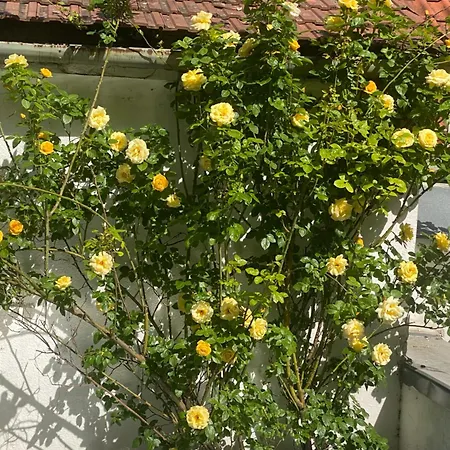 Privatzimmer *